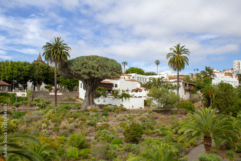 Fototapeta premium Dracaena draco at Icod de los Vinos, Tenerife