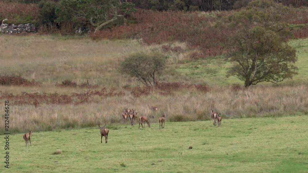 Plan large cerf chasse biches / Large shot of a stag chassing hints during the roar Plan large cerf chasse biches / Large shot of a stag chassing hints during the roar
