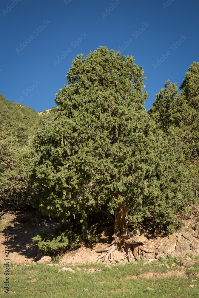 Obraz premium Juniperus Forest, Hezar Masjed Mountains, Khorasan, Iran