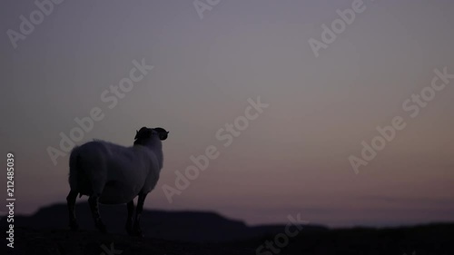 Silhouette d'un mouton au crépuscule / silhouette of a sheep in front of a loch