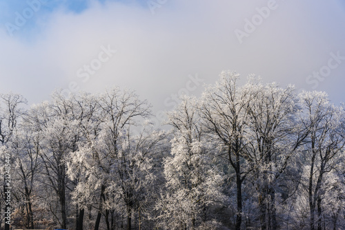 Wallpaper Mural Rime on the trees Torontodigital.ca