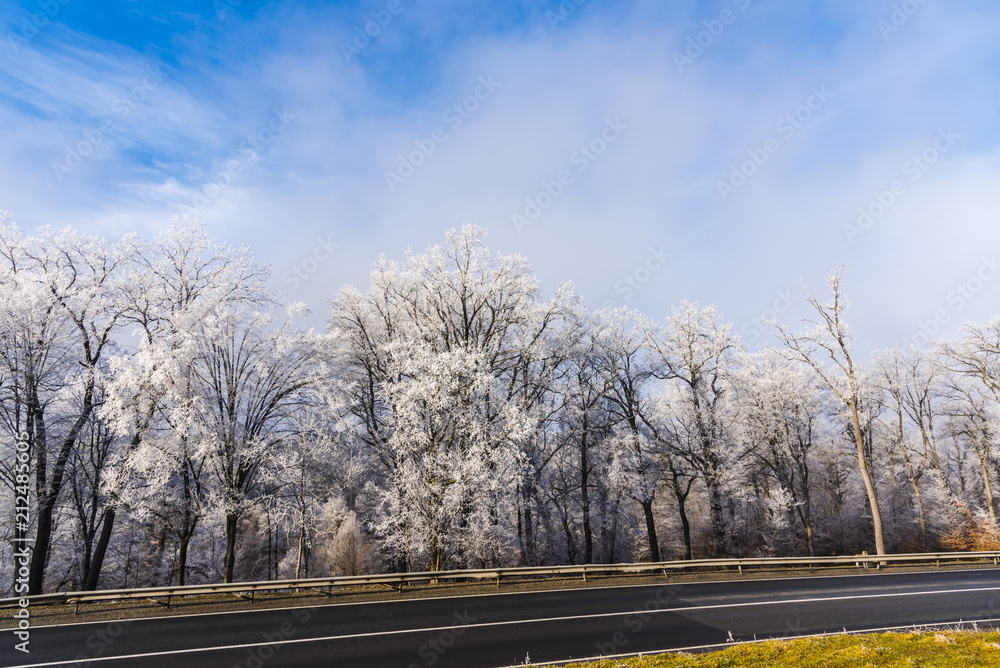 Fototapeta premium Rime on the trees