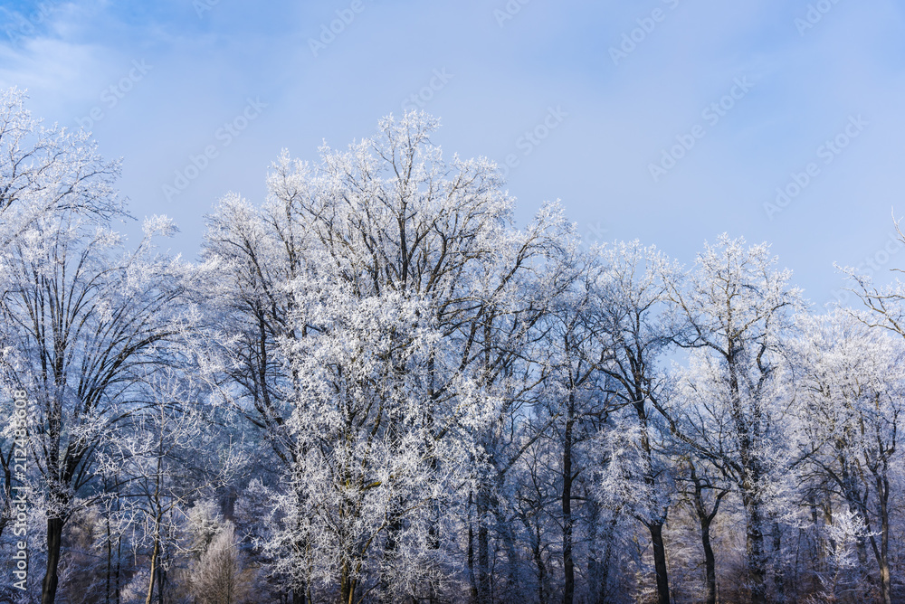 Rime on the trees