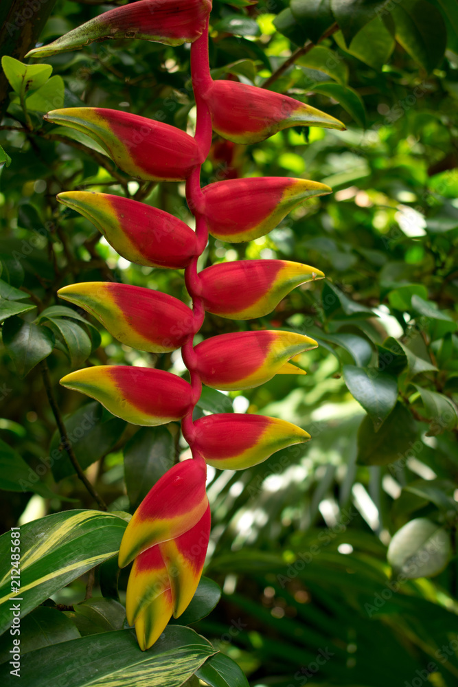 Obraz premium Exotic red tropical bloom, in lush tropical garden, closeup.