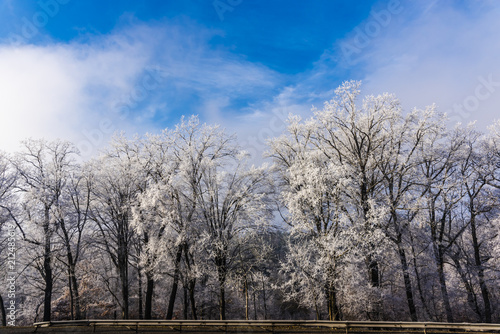 Wallpaper Mural Rime on the trees Torontodigital.ca
