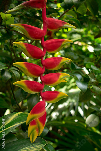 Exotic red tropical bloom, in lush tropical garden, closeup. photo