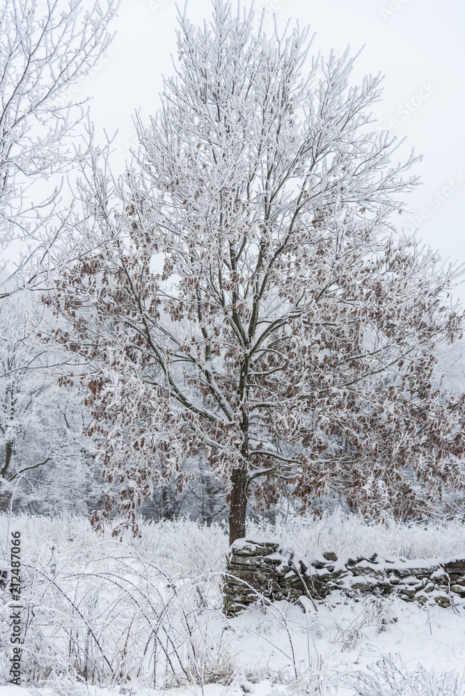 Morning cold winter in the forest