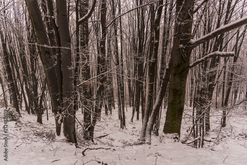 Winter in the forest