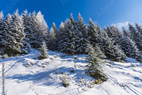 Wallpaper Mural Winter snow trees Torontodigital.ca