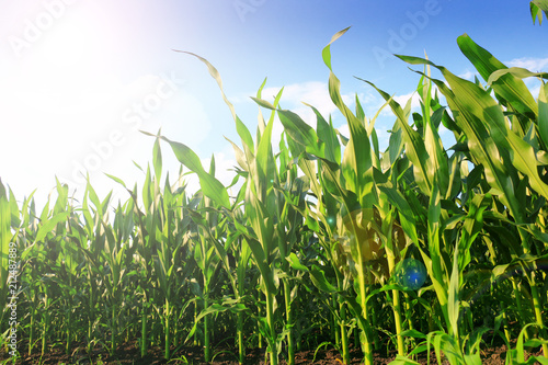 Cornfield on Bright Summer Day