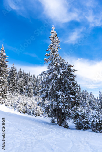 Winter landscape with fresh snow on the trees