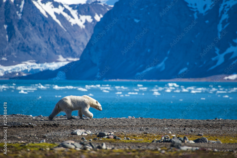 Polar bear in south Spitsbergen. - obrazy, fototapety, plakaty 
