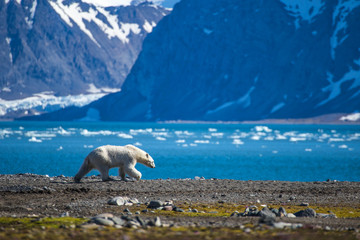 Wandcirkels Ijsbeer IJsbeer op Spitsbergen in landschap  © KrisGrabiec