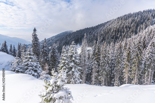 amazing snow trtees © Ivanica