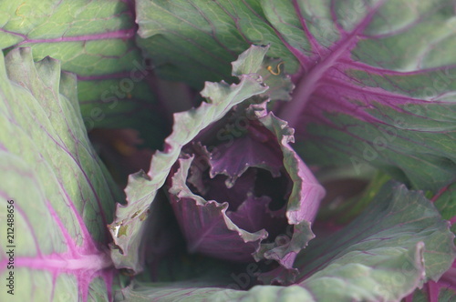 Home Garden Flowers