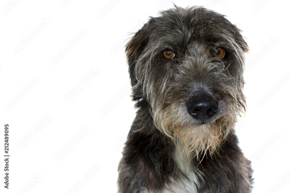 PORTRAIT OF A CUTE BLACK DOG WITH A SMILE EXPRESSION ISOLATED ON WHITE BACKGROUND PORTRAIT OF A CUTE BLACK DOG WITH A SMILE EXPRESSION ISOLATED ON WHITE BACKGROUND