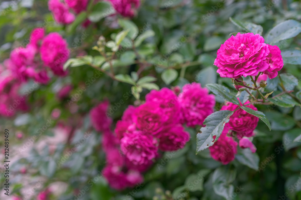 red climbing rose in blossom