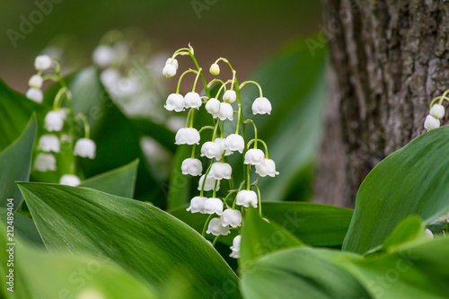 Foto Lily of the valley (Convallaria majalis), blooming in the spring forest, close-u
