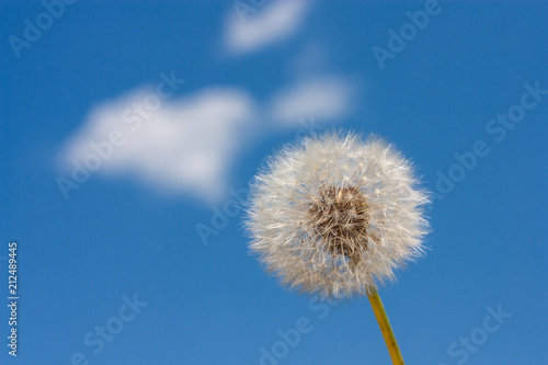 Dandelion  Taraxacum officinale  in the rays of spring sun against the sky  close-up