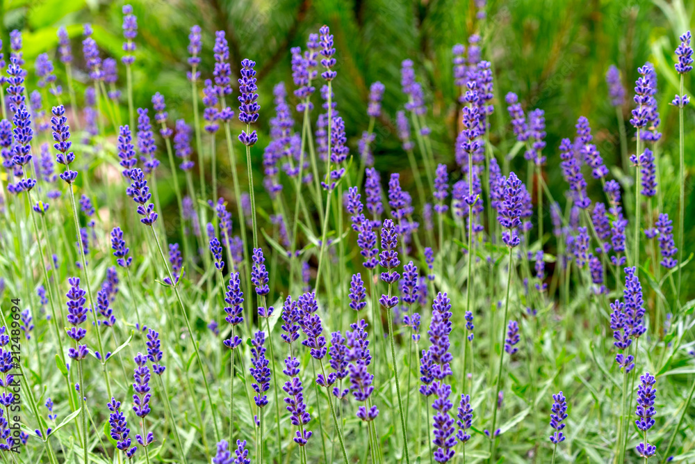 blooming lavender in a rock garden blooming lavender in a rock garden