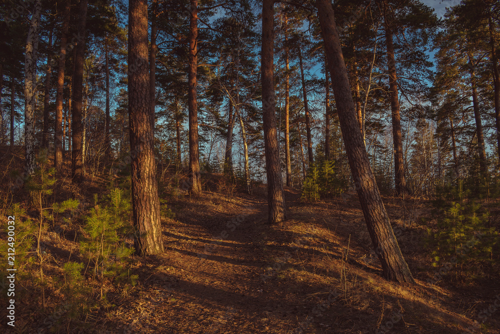 Beautiful pine forest in summer Beautiful pine forest in summer