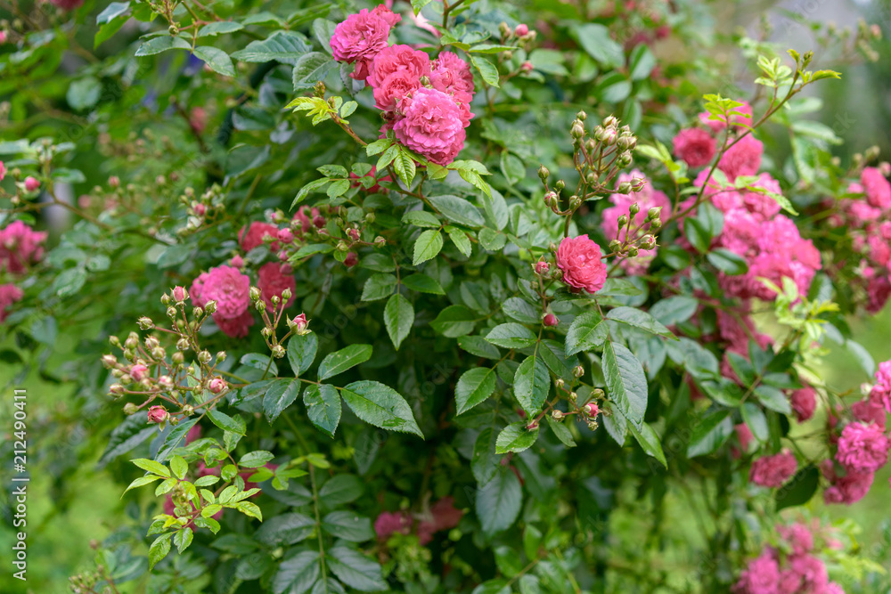 red climbing rose in blossom red climbing rose in blossom