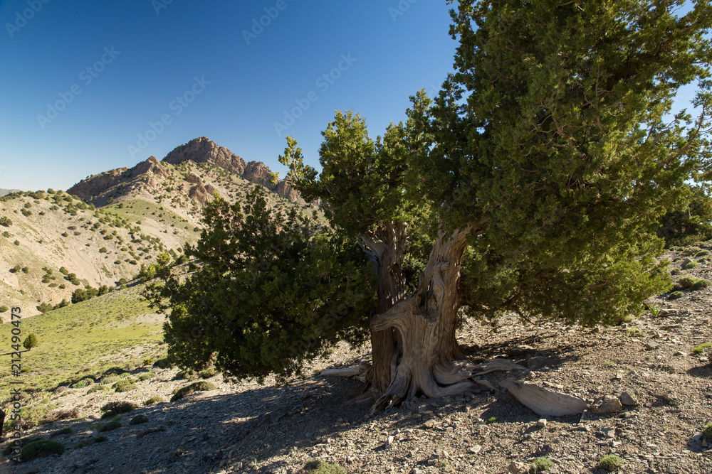 Obraz premium Juniperus Hezar Masjed Mountains, Khorasan, Iran