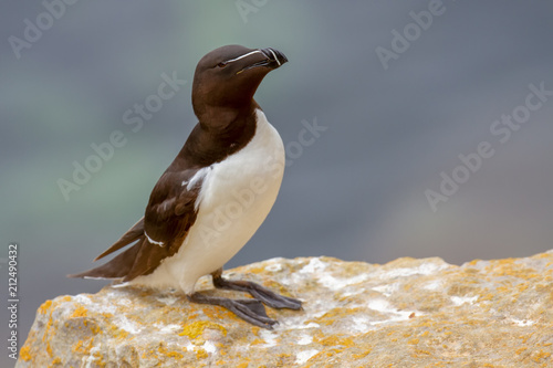 Obraz na plátně Razorbill (alca torda) perched on Pembrokeshire Cliff Ledge