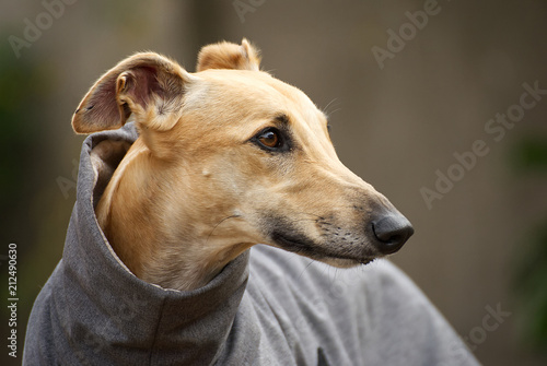 Portrait of a beautiful greyhound outdoor in winter