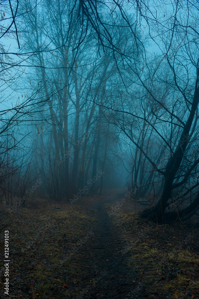 Mystical forest in fog