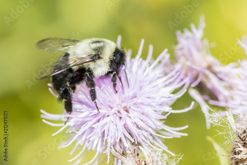 Carpenter bee (Xylocopa)