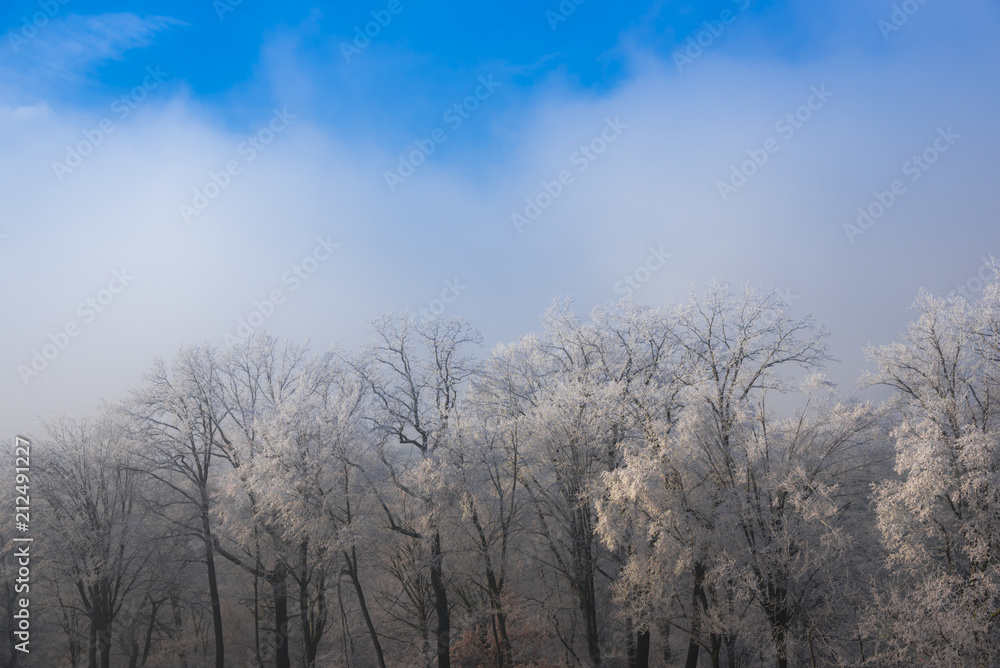 Winter landscape Winter landscape
