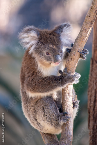 Fototapeta Naklejka Na Ścianę i Meble -  A cute koala in australia.