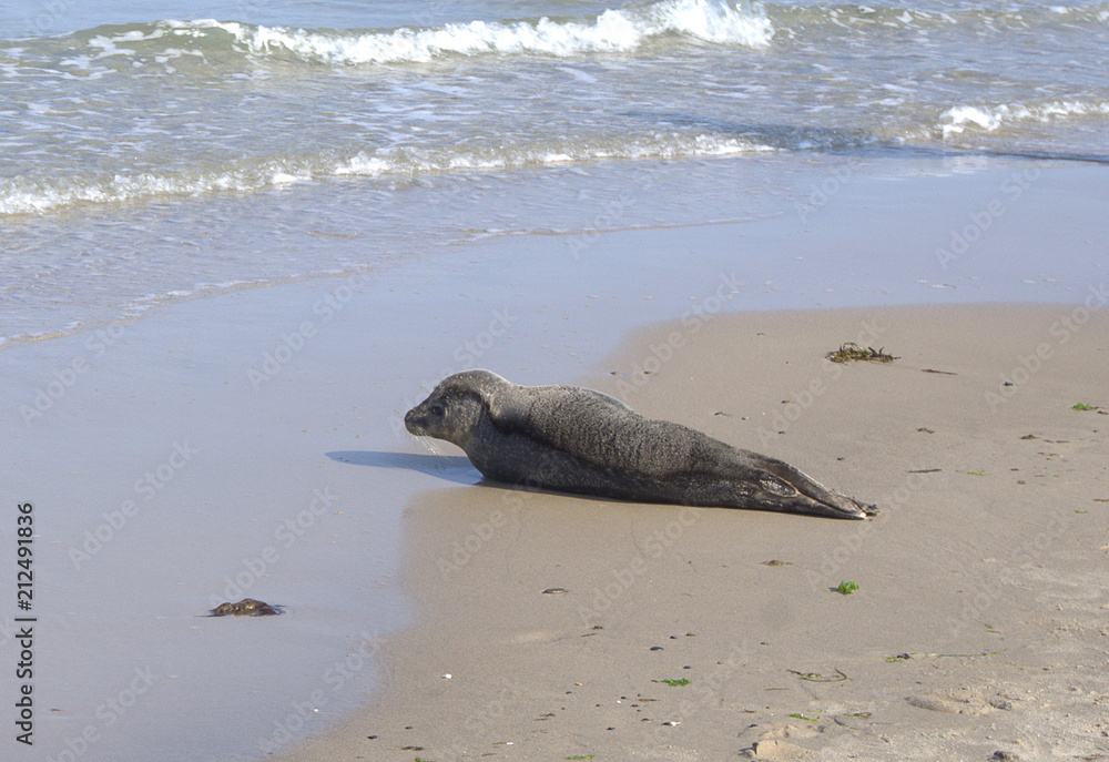 Fototapeta premium Seal lying on its side