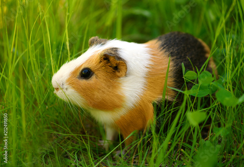 The guinea pig is sitting in a grass in outdoors. It is the lost and abandoned pet.