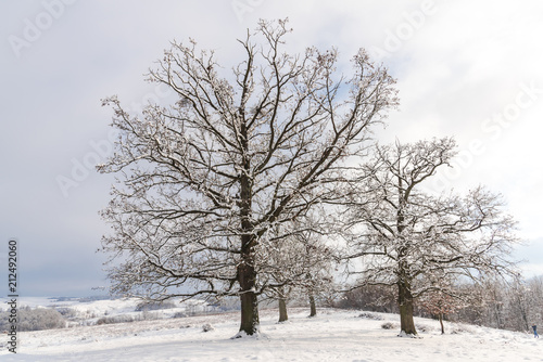 Wallpaper Mural tree in snow Torontodigital.ca