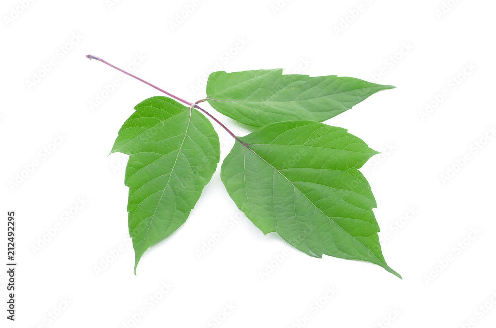 Fototapeta premium Maple green leaves isolated on white background.