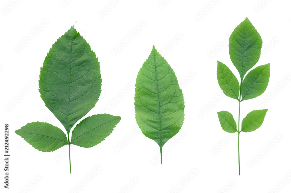 Green leaves of tree isolated on white background. Green leaves of tree isolated on white background.