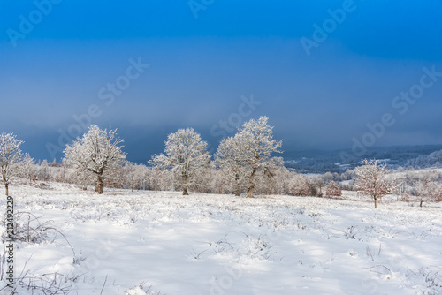 Wallpaper Mural winter landscape with trees and blue sky Torontodigital.ca