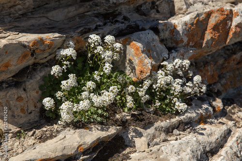 Graellsia stylosa in Hezar Masjed Mountains, Khorasan, Iran photo