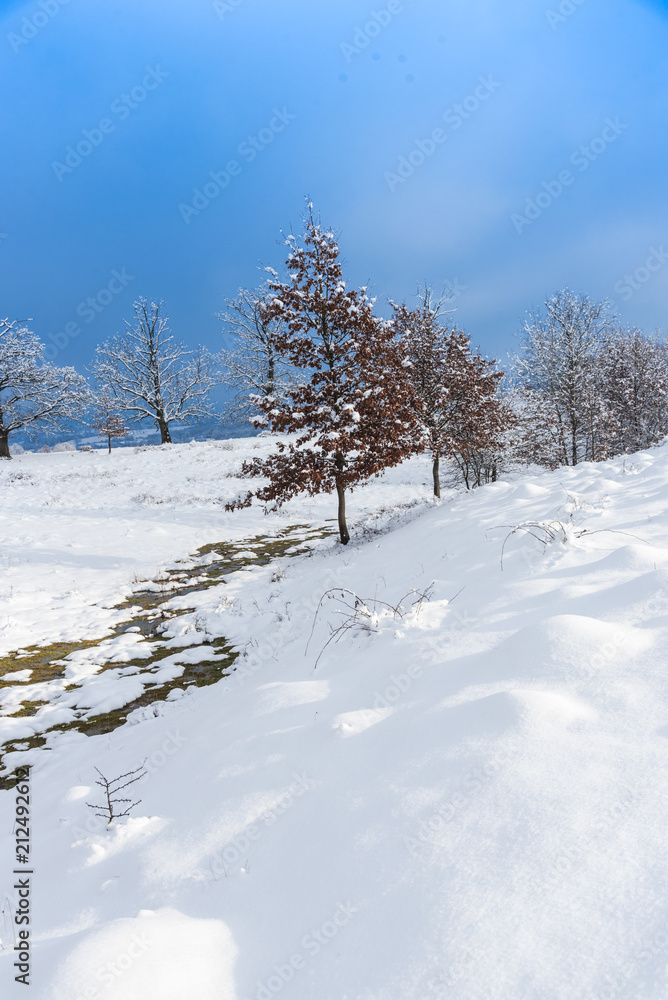 Obraz premium Snow tree