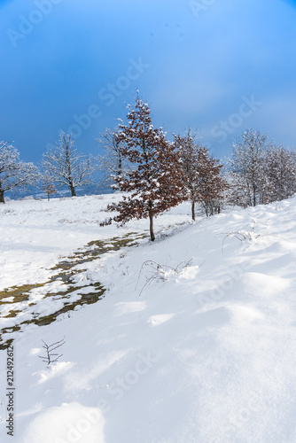 Snow tree © Ivanica