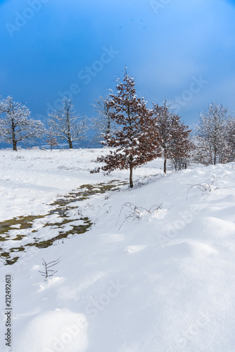 Wallpaper Mural winter in the forest Torontodigital.ca