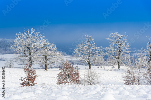 trees in snow © Ivanica