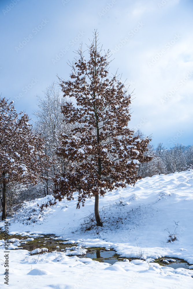 Oak trees in the winter Oak trees in the winter