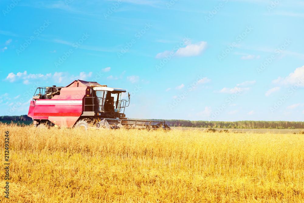 Combine harvester agriculture machine harvesting ripe wheat in farm field