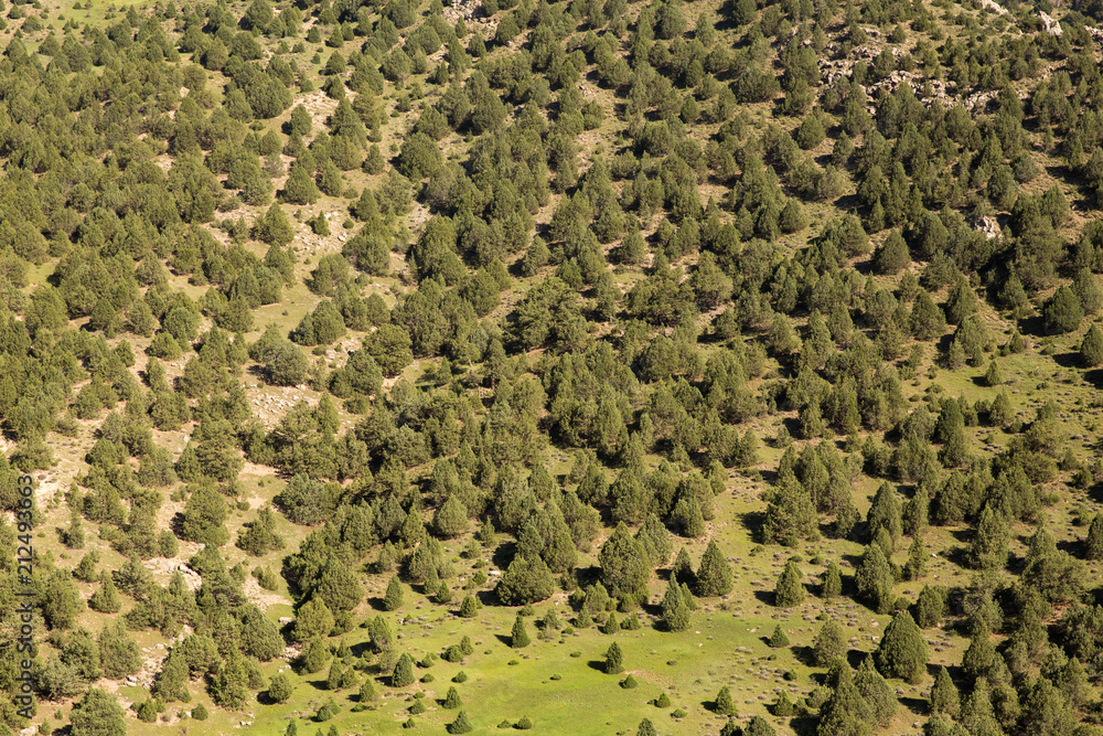 Obraz premium Juniperus Forest, Hezar Masjed Mountains, Khorasan, Iran
