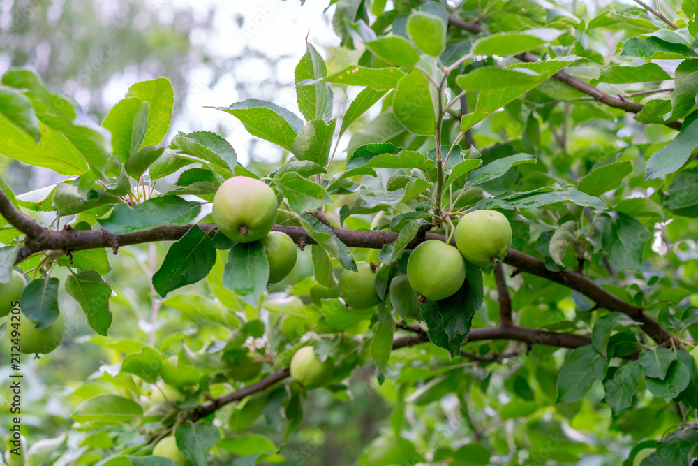 Green apples ripening on the branch of a tree in a garden