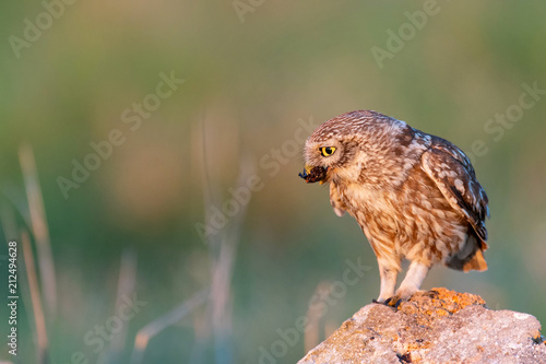 little owl (Athene noctua) sitting on a stone with prey in its beak