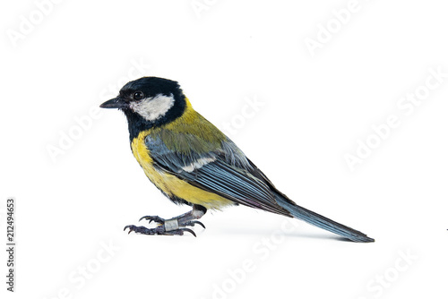 Male great tit, Parus major, isolated on white, bird.